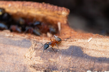 Carpenter Ant Exists Nest