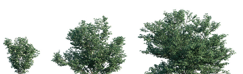 Set of Viburnum dilatatum (commonly known as linden arrowwood or linden viburnum) isolated png on a transparent background perfectly cutout high resolution