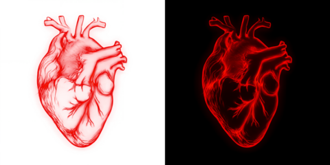 Detailed illustration of human hearts