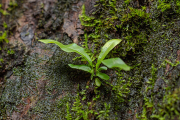 Small bright green epiphyte fern growing on wet dark tree bark covered in lush moss texture.