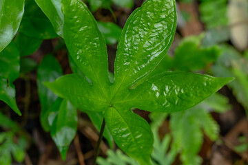 Vivid green five-lobed tropical jungle plant leaf close up view from above.