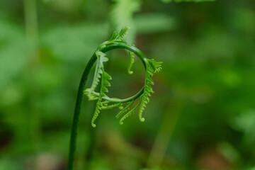 Detailed close-up shot of a bright green unfurling fern fiddlehead spiral in the forest jungle environment.