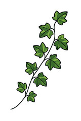 Detailed climbing ivy vine branch with lush green leaves isolated on white background