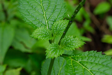 Close-up Macro Shot of Young Vibrant Green Textured Leaves and Stem in Lush Wild Environment.