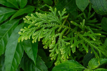Close Up Green Spike Moss Frond Growing in Lush Tropical Forest Undergrowth