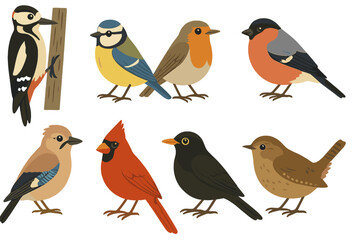 Common European and North American songbirds and garden birds isolated on white © Andrei