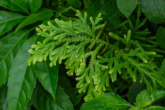 Close Up Green Spike Moss Frond Growing in Lush Tropical Forest Undergrowth