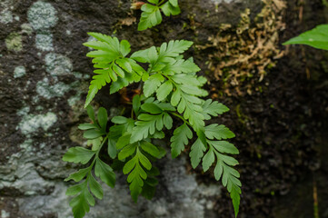 Bright green fern leaves growing on dark wet mossy stone texture in tropical forest closeup.