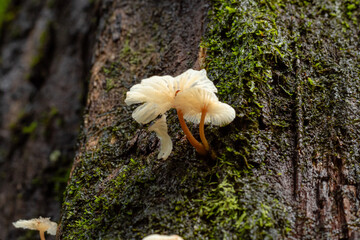 Delicate white mushrooms growing on moist dark tree bark covered in green moss in a natural forest environment.