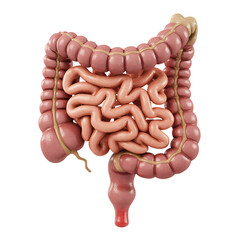 Human Intestines digestive system with Transparent Background