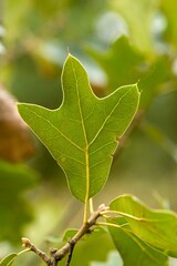 Plant list 2025 - Quercus marilandica