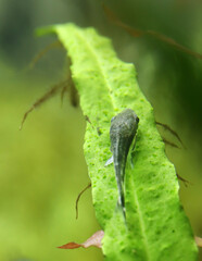 Otocinclus in aquarium