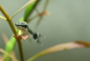 Otocinclus in aquarium