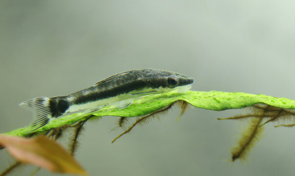 Otocinclus in aquarium