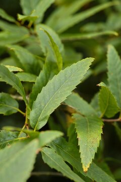 Plant list 2025 - Quercus libani