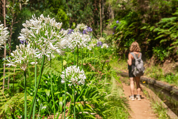 Hiker Walking Along Levada Trail Near Prazeres on Madeira Island   Turystka idąca szlakiem lewady w pobliżu Prazeres na Maderze © Adrian White