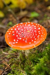 Plant list 2025 - Amanita muscaria