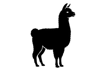 Fototapeta premium Black silhouette vector of a llama or alpaca standing in profile with fluffy wool texture, long neck and small ears, cute animal icon on white background