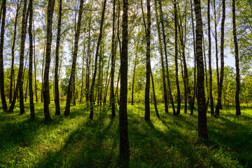 Fototapeta premium Sunlight filtering through the tall birch trees in a lush green forest, creating a serene and captivating natural landscape for nature enthusiasts.