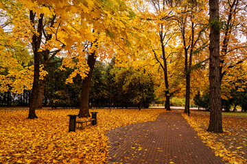 Park alley with bright yellow foliage and paved path on cloudy day. Beautiful autumn landscape, embracing the concept of nature's transformation and a walk in the fresh air. Golden autumn.