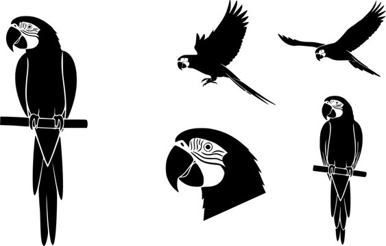 Parrot silhouette, Parrot vector, Birds silhouette, Parrot, Parrot icon
