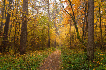 Forest path in autumn through tall pines and maple trees with golden yellow foliage. Natural beauty and tranquility perfect for background image and travel concept. Golden autumn.