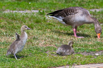 Junge Graugans Familie  auf einer Wiese	