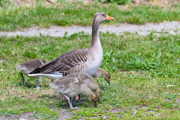 Junge Graugans Familie  auf einer Wiese	