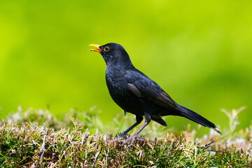 Singendes Amselmännchen beobachtet seine Umgebung	