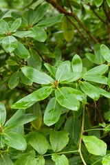 Obraz premium Plant list 2025 - Rhododendron oreodoxa