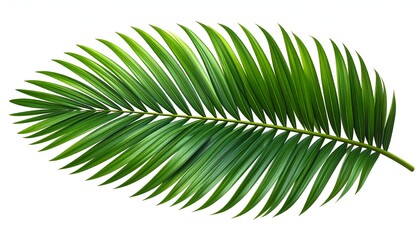 Obraz premium Isolated, bright green palm frond against a white background, showcasing intricate details