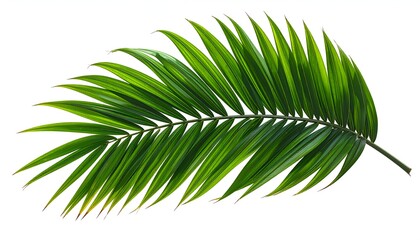 Obraz premium Isolated, bright green palm frond with many long leaflets, against a stark white background