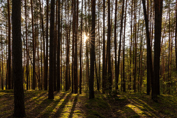 Sunrise or sunset in tall pine forest with long shadows on mossy ground. Nature landscape for tranquility and wilderness. Natural scenic view for wallpaper design.