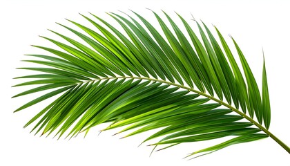 Obraz premium Isolated, vibrant green palm frond, showcasing long, slender leaflets, against white