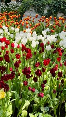 Amazing white,red, pink tulip flowers blooming in a tulip field, against the background of blurry tulip flowers in the sunset light. Fresh bright yellow spring tulips, Bouquet of spring tulips