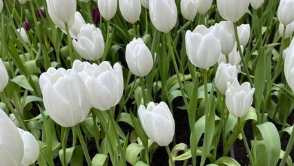 Amazing white,red, pink tulip flowers blooming in a tulip field, against the background of blurry tulip flowers in the sunset light. Fresh bright yellow spring tulips, Bouquet of spring tulips