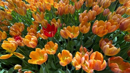 Amazing white,red, pink tulip flowers blooming in a tulip field, against the background of blurry tulip flowers in the sunset light. Fresh bright yellow spring tulips, Bouquet of spring tulips