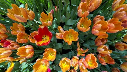 Amazing white,red, pink tulip flowers blooming in a tulip field, against the background of blurry tulip flowers in the sunset light. Fresh bright yellow spring tulips, Bouquet of spring tulips