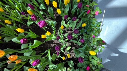 Amazing white,red, pink tulip flowers blooming in a tulip field, against the background of blurry tulip flowers in the sunset light. Fresh bright yellow spring tulips, Bouquet of spring tulips