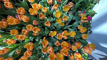 Amazing white,red, pink tulip flowers blooming in a tulip field, against the background of blurry tulip flowers in the sunset light. Fresh bright yellow spring tulips, Bouquet of spring tulips