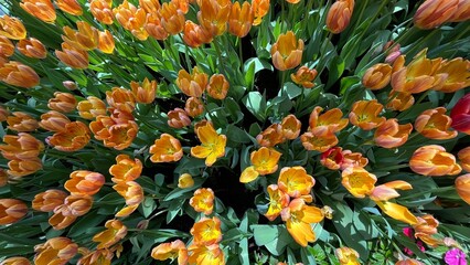 Amazing white,red, pink tulip flowers blooming in a tulip field, against the background of blurry tulip flowers in the sunset light. Fresh bright yellow spring tulips, Bouquet of spring tulips