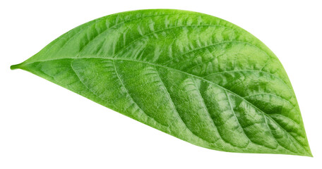 Obraz premium Leaf exotic isolated on transparent background. Tropical leaf PNG