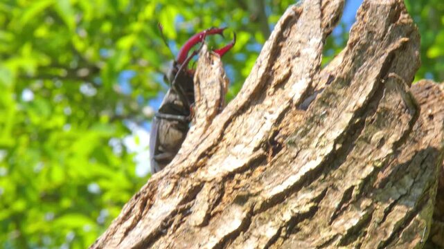 Large black insect stag beetle (Lucanus cervus) with large mandible in natural environment close-up running on branch
