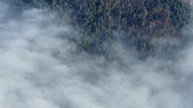 Aerial view of thick fog rolling through the forest, partially obscuring the trees in a mystical embrace, Orschwiller, Grand Est, France.