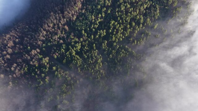 Aerial view of a dense forest where the trees are divided by color and surrounded by a fog, Orschwiller, Grand Est, France.
