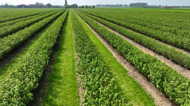 Drone Shot Over Plantations of Hazelnut or other bushy agroculture. Hazelnut trees agriculture cultivation field aerial view. 4К