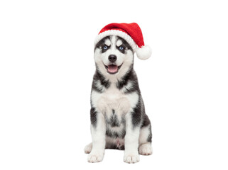 Cute Siberian Husky puppy sitting in Santa hat, isolated on transparent background, Christmas pet portrait © Trixy