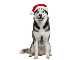 Cute Siberian Husky dog sitting in Santa hat, isolated on transparent background, Christmas pet portrait