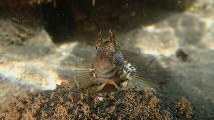 Ringneck blenny (Parablennius pilicornis) close-up undersea, Ligurian Sea, Italy, Imperia