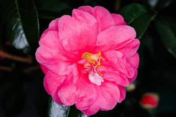 Obraz premium Pink camellia flower 